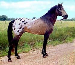 horse